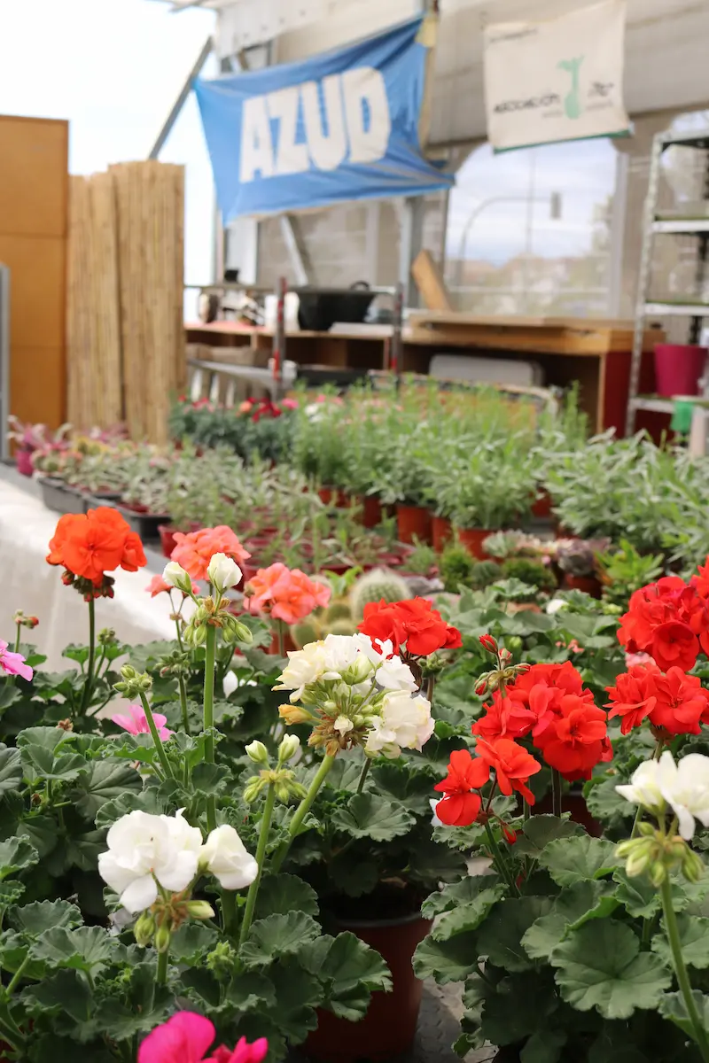 Vivero_de_astrapace_murcia_07